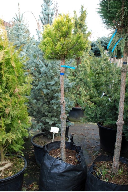 Сосна горная Винтер Голд на штамбе